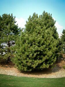 Сосна Чёрная (Pinus Nigra) купить по цене от 270.00р. в интернет-магазине «Посадика» с доставкой почтой в в Серафимовиче и по всей России – [изображение №1].