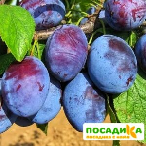 Слива Чачакская ранняя купить по цене от 229.00р. в интернет-магазине «Посадика» с доставкой почтой в в Серафимовиче и по всей России – [изображение №1].