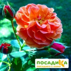 Роза Арабия купить по цене от 350.00р. в интернет-магазине «Посадика» с доставкой почтой в в Серафимовиче и по всей России – [изображение №1].