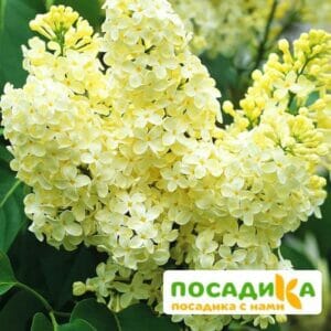 Сирень Примроуз (Primrose) купить по цене от 529.00р. в интернет-магазине «Посадика» с доставкой почтой в в Серафимовиче и по всей России – [изображение №1].