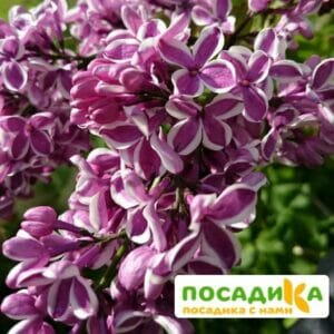 Сирень Сенсация купить по цене от 529.00р. в интернет-магазине «Посадика» с доставкой почтой в в Серафимовиче и по всей России – [изображение №1].