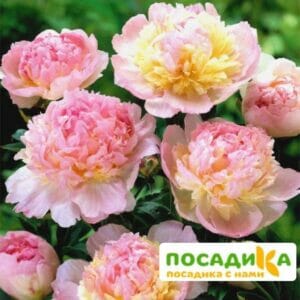 Пион Распберри Сандей (Paeonia Raspberry Sundae) купить по цене от 959р. в интернет-магазине «Посадика» с доставкой почтой в в Серафимовиче и по всей России – [изображение №1].