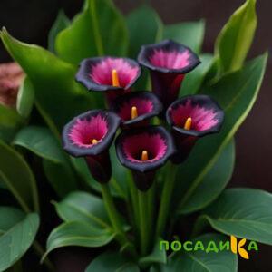 Калла Аура Лейс купить по цене от 400р. в интернет-магазине «Посадика» с доставкой почтой в в Серафимовиче и по всей России – [изображение №1].