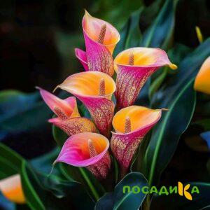 Калла Оникс купить по цене от 450р. в интернет-магазине «Посадика» с доставкой почтой в в Серафимовиче и по всей России – [изображение №1].