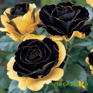 Роза Ханни Сикл купить по цене от 700р. в интернет-магазине «Посадика» с доставкой почтой в в Серафимовиче и по всей России – [изображение №1].