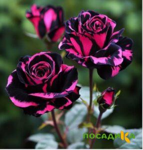 Роза Багровый Шепот купить по цене от 366р. в интернет-магазине «Посадика» с доставкой почтой в в Серафимовиче и по всей России – [изображение №1].